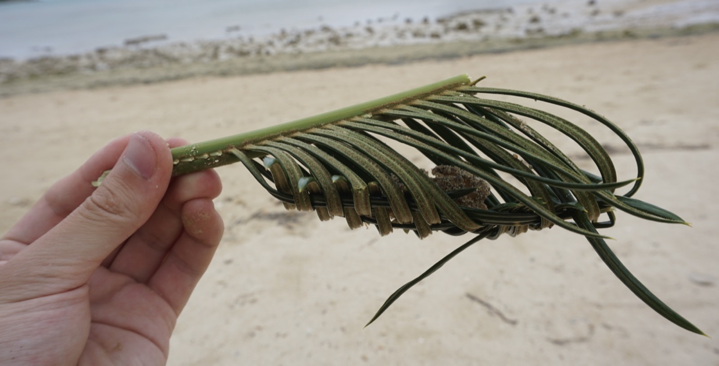 沖縄の浜辺で、ヤシの葉を編んでつくった草編みのおもちゃを手にのせているところ